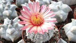 Botanická zahrada (1)